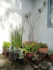 a potted garden refuge for a tiny space